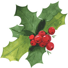 Christmas Holly. Watercolor illustration isolated on white background. Vector