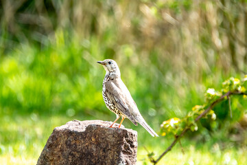 Song Thrush, turdus philomelos, visiting a garden in Ireland