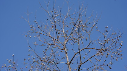 The bald tree branches view with the clear blue sky as background in winter