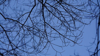 The bald tree branches view with the clear blue sky as background in winter