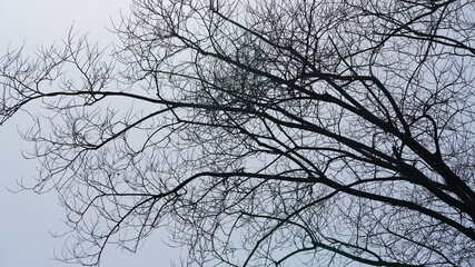 The bald tree branches view with the clear blue sky as background in winter