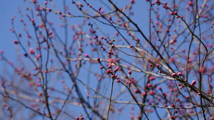 The bald tree branches view with the clear blue sky as background in winter
