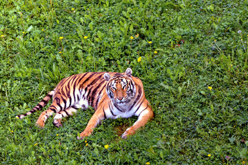 Fototapeta premium bengal tiger lying down looking straight ahead