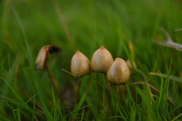 liberty caps also known as magic mushrooms growing in the wild