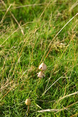 liberty caps also known as magic mushrooms growing in the wild