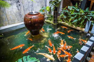 An indoor fish pond decoration with lots of Japanese Koi fish.