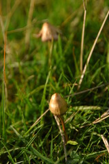 liberty caps also known as magic mushrooms growing in the wild