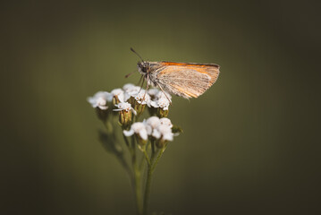 Kleiner brauner Falter