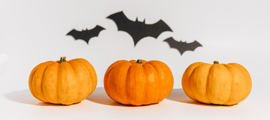 Fresh ripe orange pumpkin on white background. Space with bats Halloween concept
