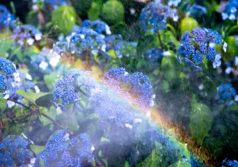 Fotobehang 紫陽花にかかる虹 © Natsume