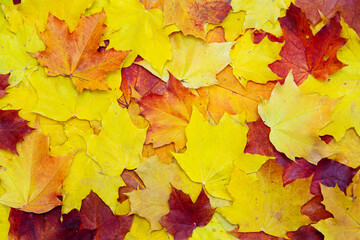 Naklejka na ściany i meble Autumn background of red and yellow maple leaves.