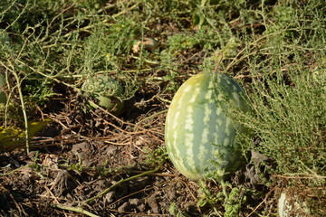 Watermelon growing in the field. Agriculture. Ripe watermelons on the field, harvesting.