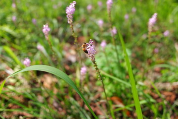 蜂