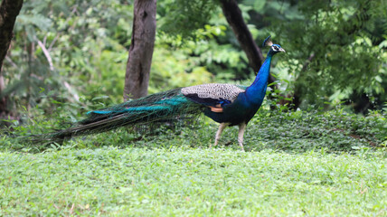 Obraz premium The beautiful blue color Peacock in the greenry ground