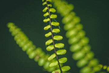 close up of fern