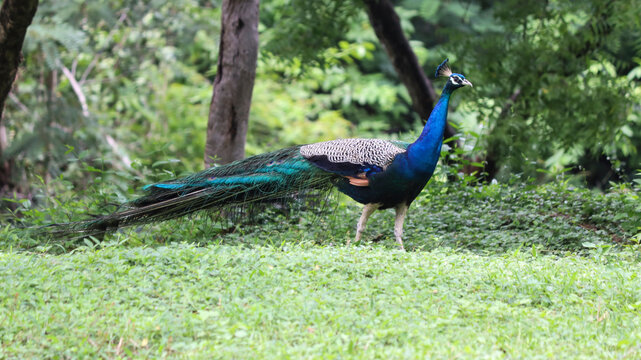 The beautiful blue color Peacock in the greenry ground