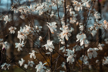 white magnolia tree blossom in spring