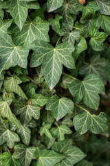 Green leaves pattern background, Natural background and wallpaper
