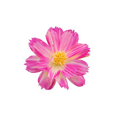 Obraz premium beautiful fresh top view pink cosmos flower blooming and yellow pollen. Isolated on white background with clipping path.
