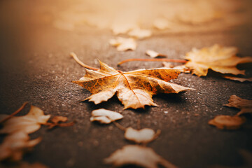 Fallen red maple leaves lie on the asphalt, illuminated by sunlight on a warm October day. Season.