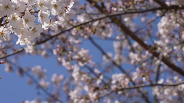 Tilt up. Pan UP shot of cherry blossoms and blue sky.