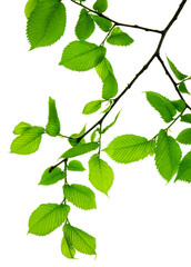 Twigs with beautiful green leaves isolated on a white background. Botanical element for decoration.template for design