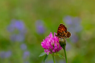 red butterfly on pink flower, Melitaea athalia