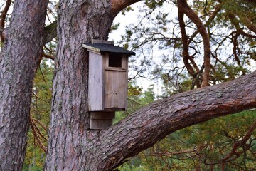 Wooden nesting boxes for ducks and other water birds,autumn Småland , Sweden.
