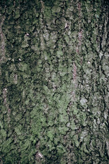 Bark of tree close up. Wooden natural texture .The concept of protecting and preserving nature.