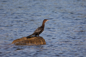 Cormorant resting on a stone near the coast