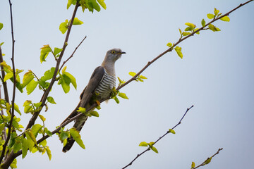 Beautiful common cuckoo wild bird sits on a tree branch