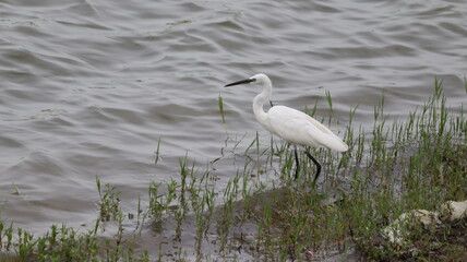 The beautiful water waves flowing in the lake in which one of the white cranes standing