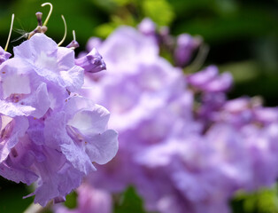 beautiful long branch bouquet violet jacaranda flower on tree in botany garden.  group of floral...