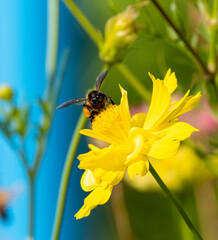 beauty fresh yellow red petals and  bee eat honey on gold pollen cosmos flower blooming in botanic garden with copy space.