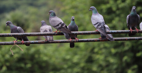 Pigeon sit in the irons rod with blur green backround