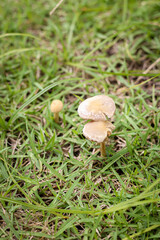 Mushrooms growing on green lawn.