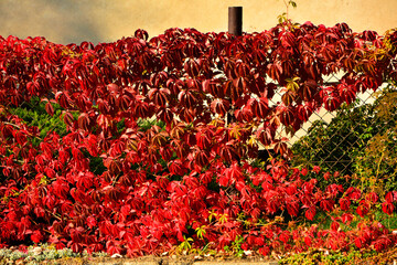 winobluszcz pięciolistkowy czerowne liscie jesienią, parthenocissus quinquefolia, red leaves of grapevine on the grid in autumn	