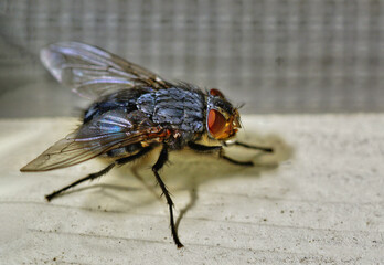 Fleischfliegen