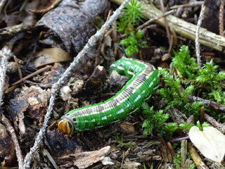 Kiefernschwärmer Raupe grün