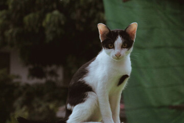 cat on a chair