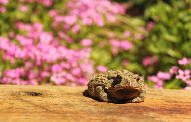 Texas Toad Anaxyrus speciosus in Flower Garden With Blurred Flowers