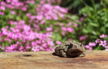 Texas Toad Anaxyrus speciosus in Flower Garden With Blurred Flowers