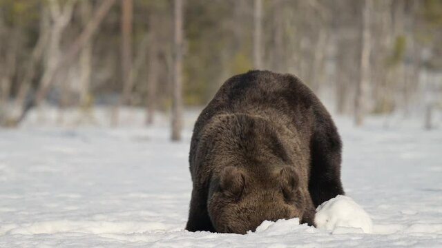 Big male brown bear is lying down in the snow and gobbling down salmon skin in winter forest in Finland