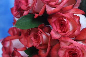 Fototapeta na wymiar Pink Rose Closeup Outdoors at Wedding Event