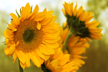 Obraz premium Yellow Sunflowers outdoors in Garden Close up