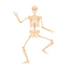 Dancing human skeleton. Dead man dances in anatomical incendiary dance bone model for studying work of vector body.