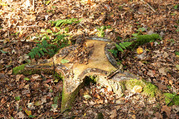 tree trunk in the forest