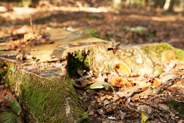 closeup of a tree trunk