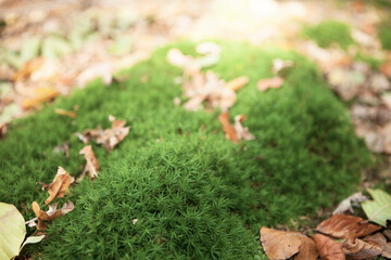 moss in the forest