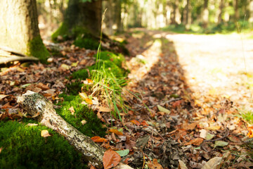autumn leaves on the ground